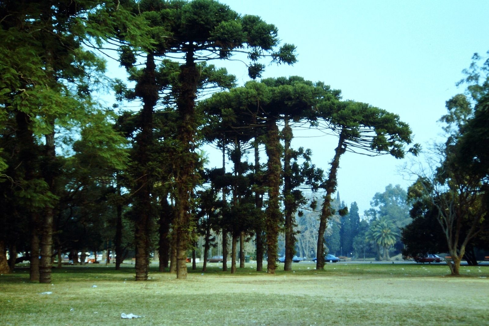 Palermo Buenos Aires: árvores e gramados dos Bosques de Palermo